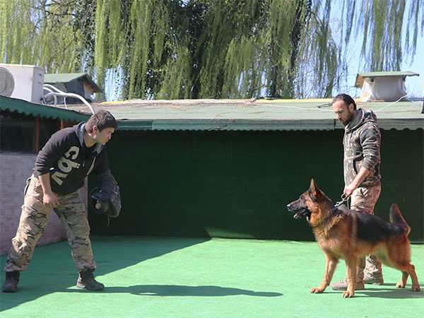köpek bodyguard ve alan koruma eğitimi