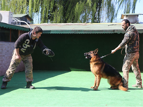 köpek bodyguard ve alan koruma eğitimi