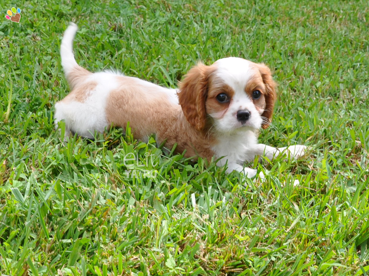 cavalier satış