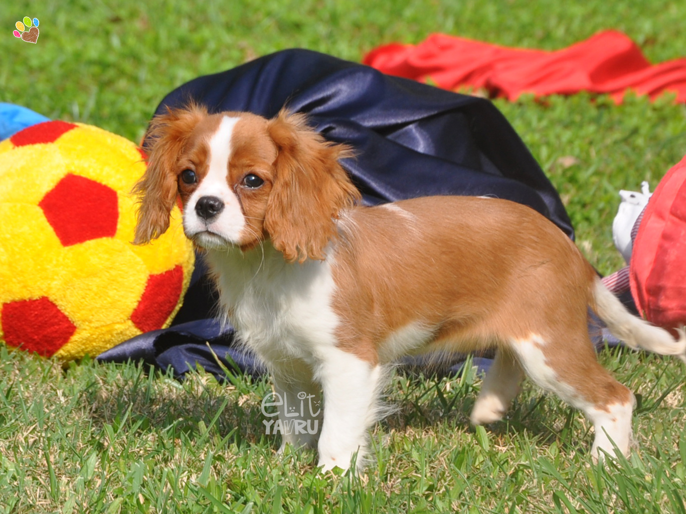 cavalier king charles spaniel satış