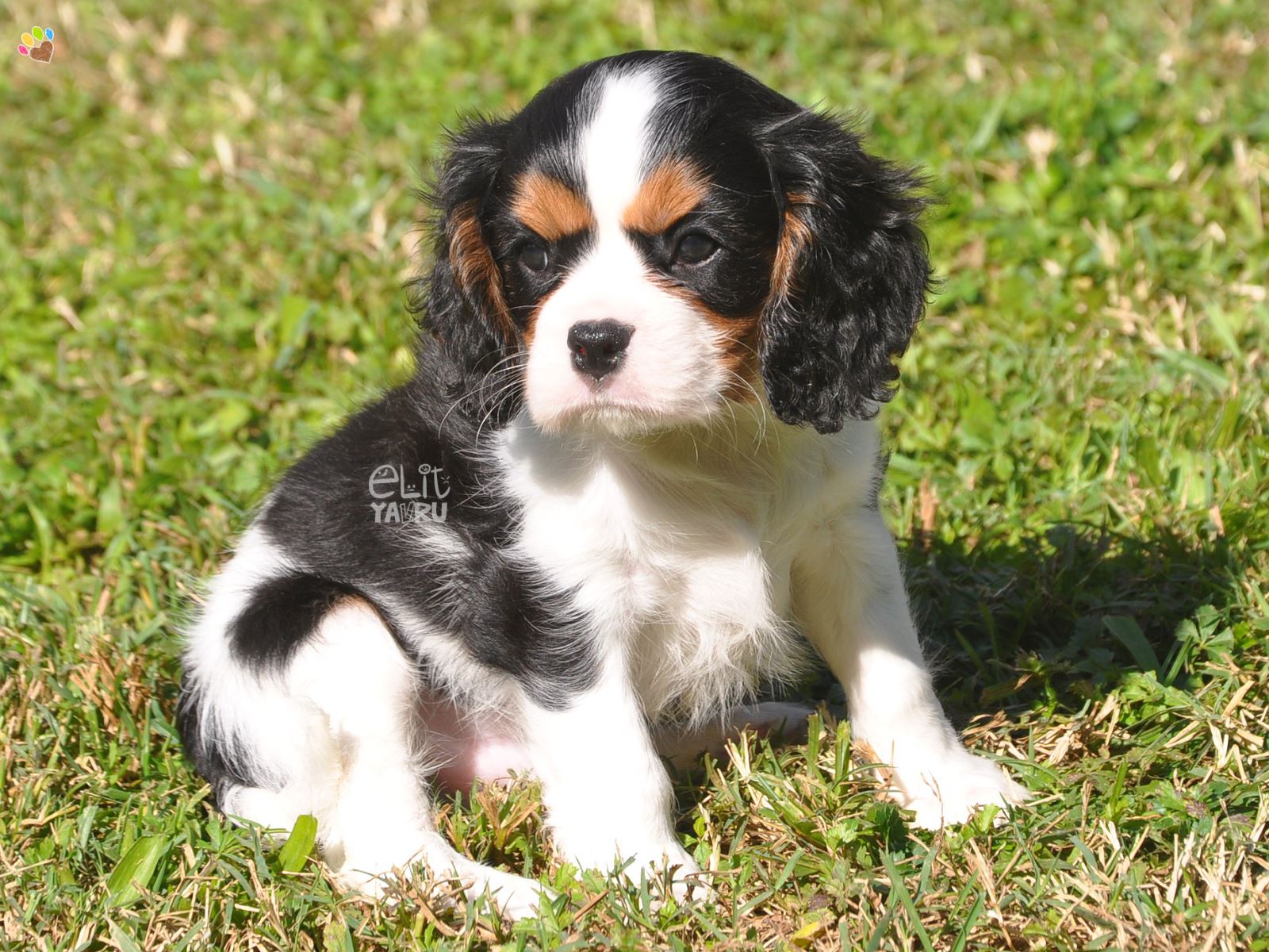 cavalier king charles satış