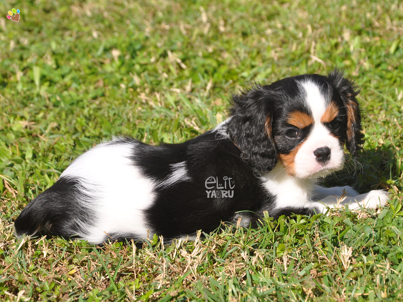 cavalier king charles satış
