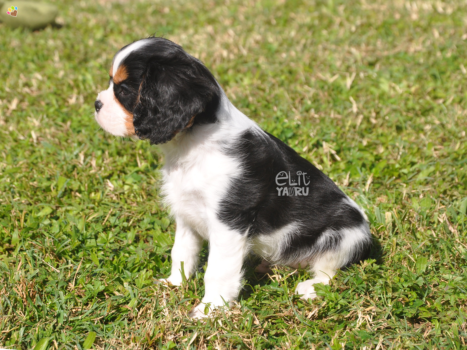 cavalier king charles satış