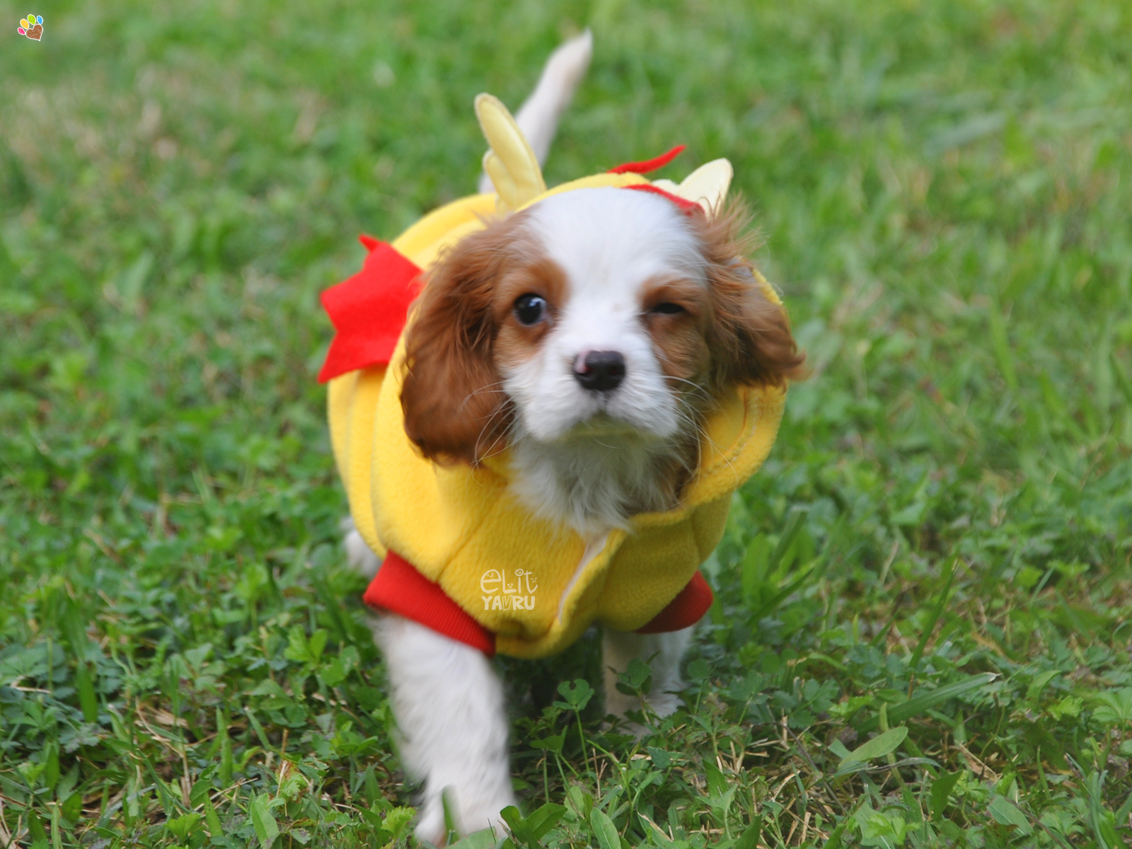 cavalier satış