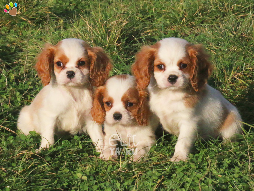 cavalier king charles satış