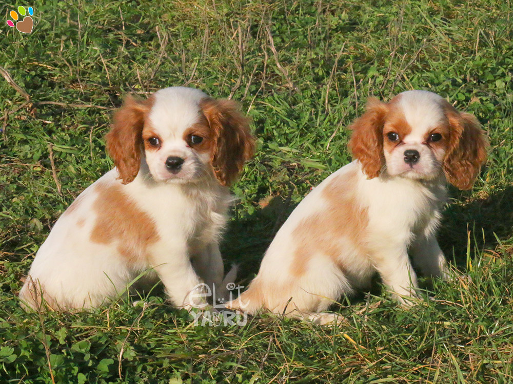 cavalier king charles satış