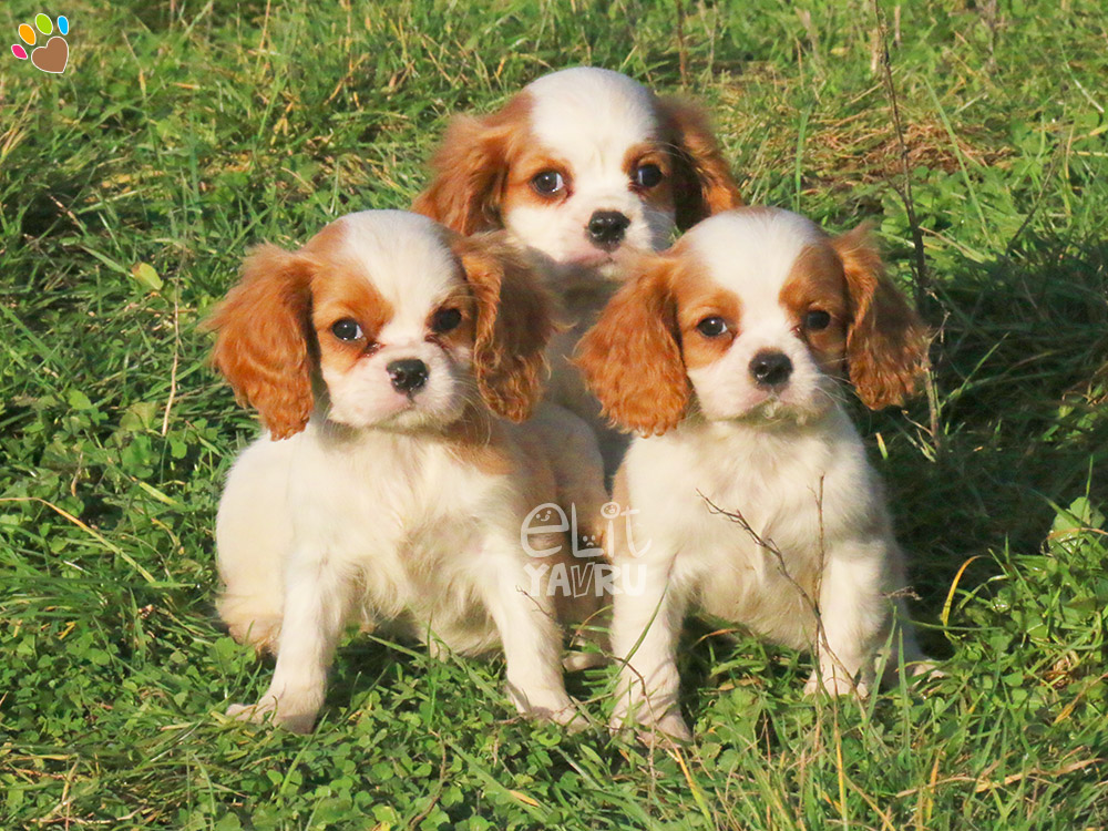 cavalier king charles satış