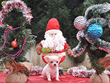 chihuahua pipa sağlık ve ırk garantili