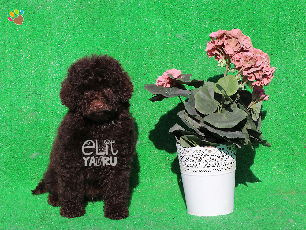 Chocolate Poodle Elit Yavru Çiftliği yavru köpek satış