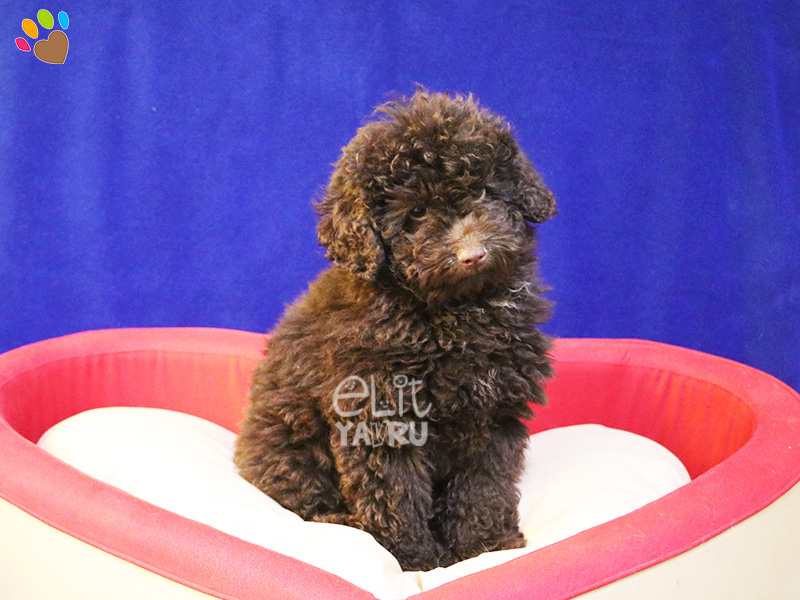 Chocolate Poodle cinsi Elit Yavru köpeklerimiz çiftliğimizde