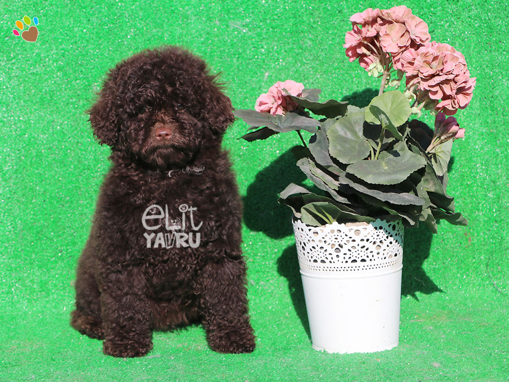 Chocolate Poodle Elit Yavru Çiftliği yavru köpek satış