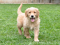 golden retriever çocuklarla iyi anlaşıyor