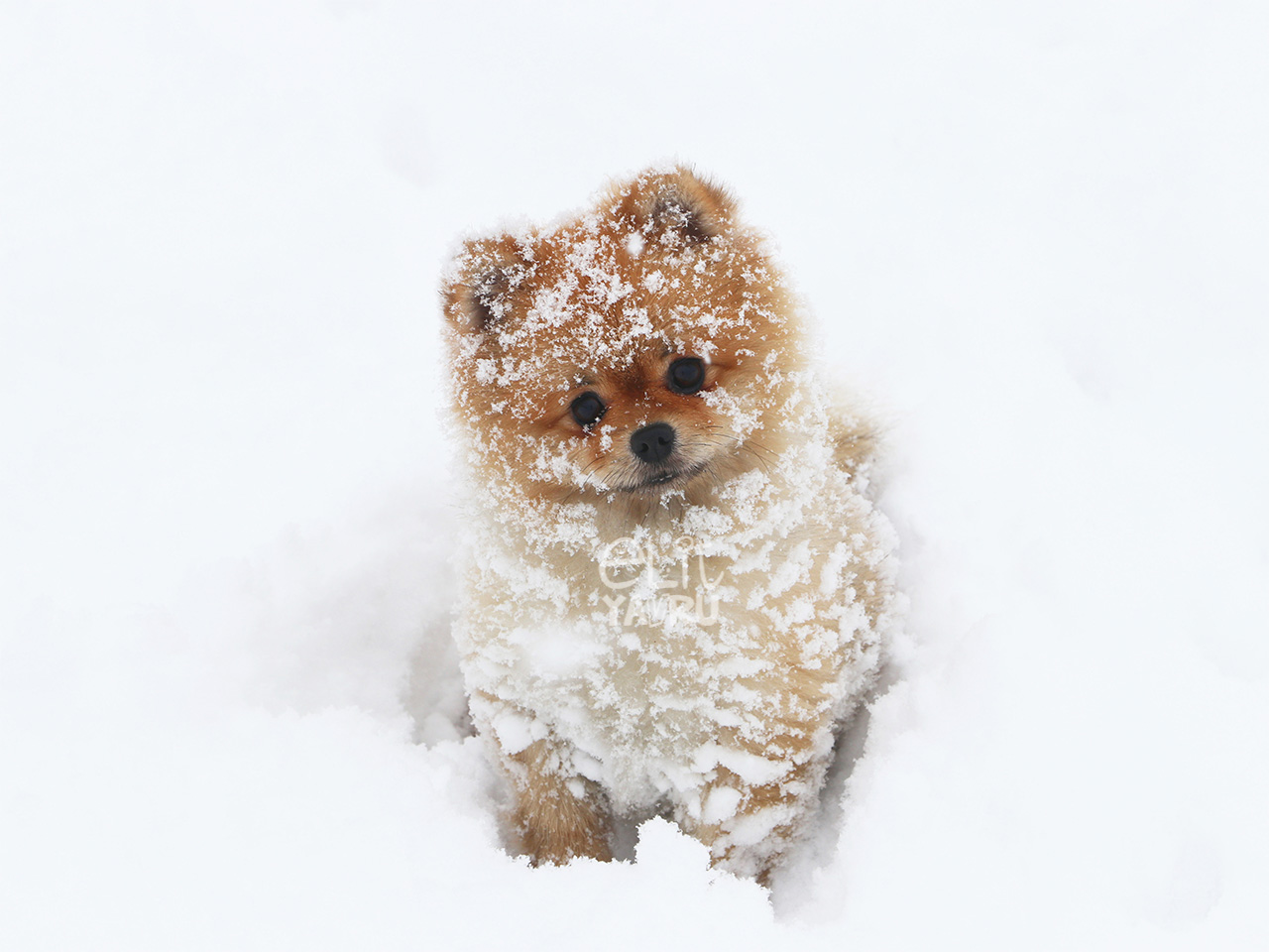 Elit Pomeranian kar keyfi