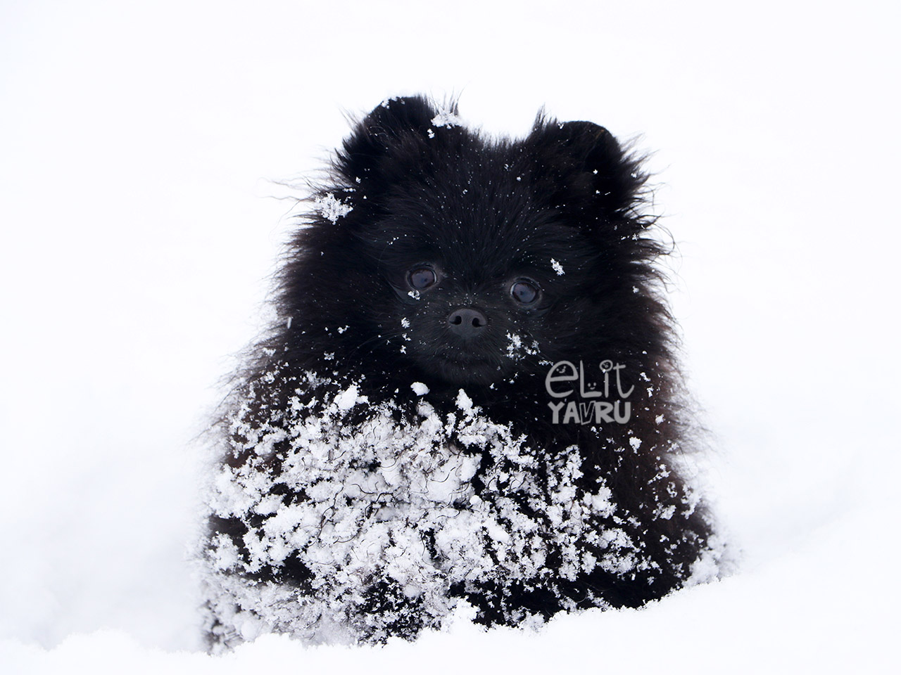 Siyah Pomeranian kar keyfi