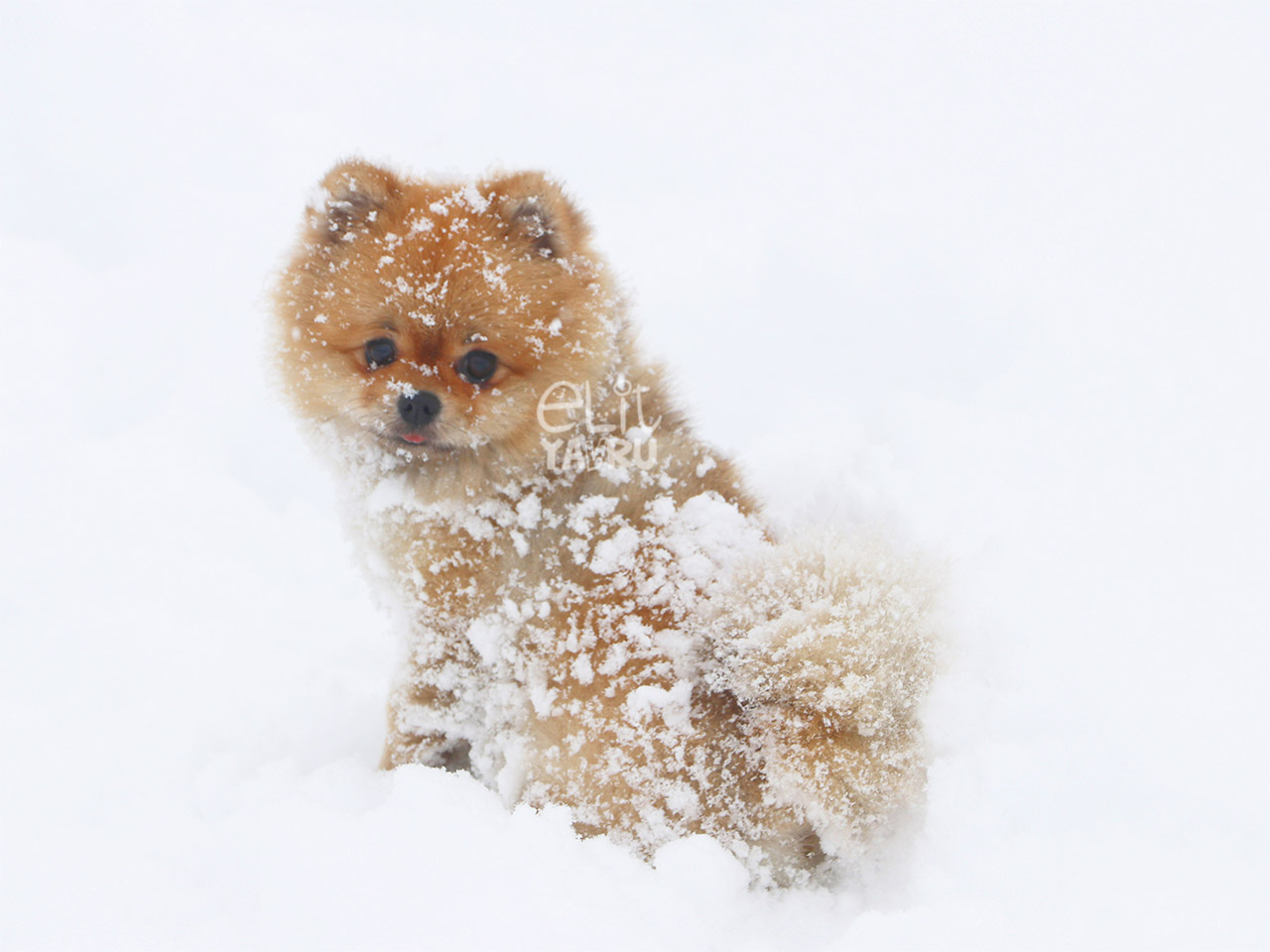 Elit Pomeranian kar eğlencesi