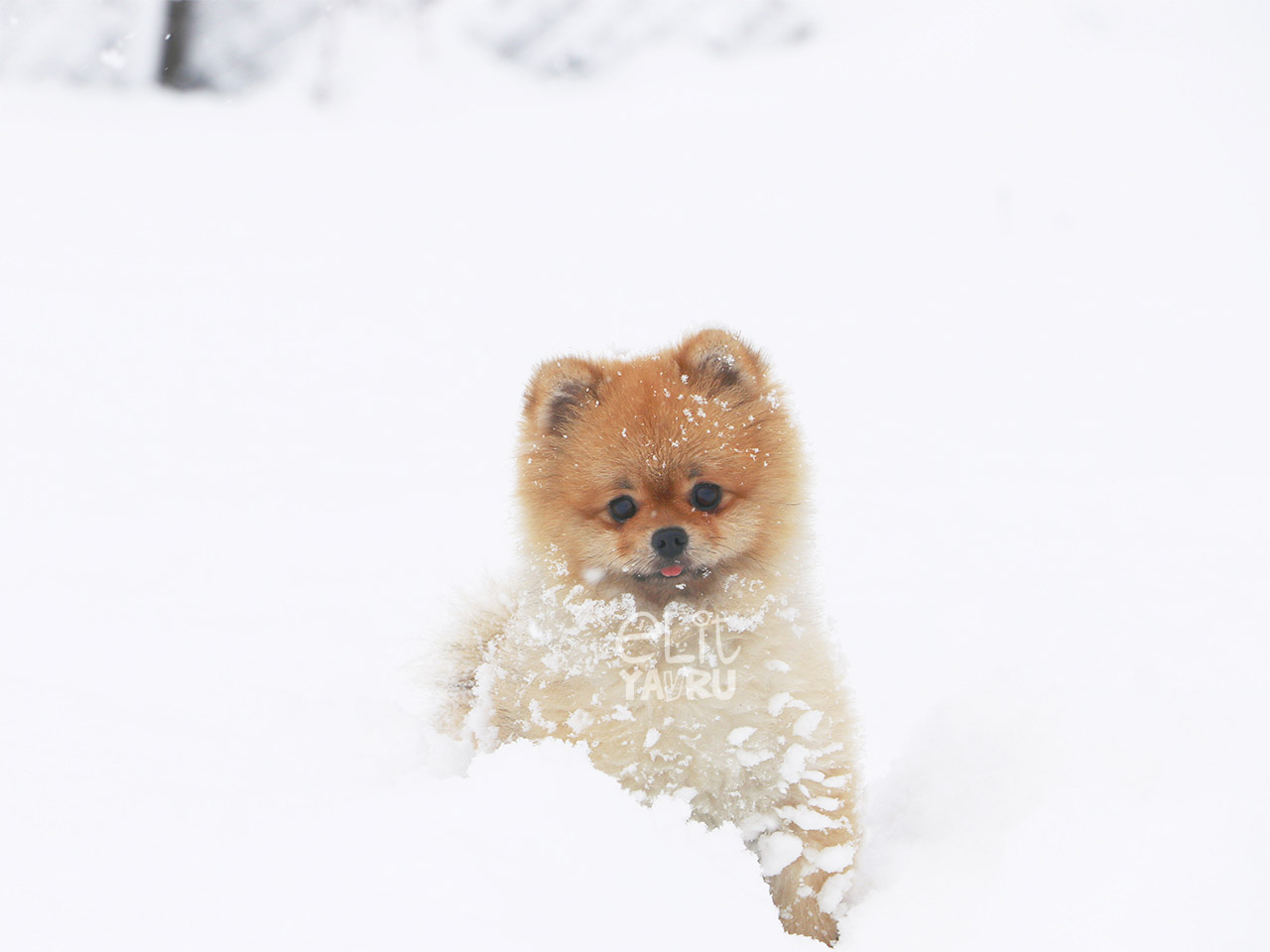 Elit Pomeranian yavruları kar keyfi