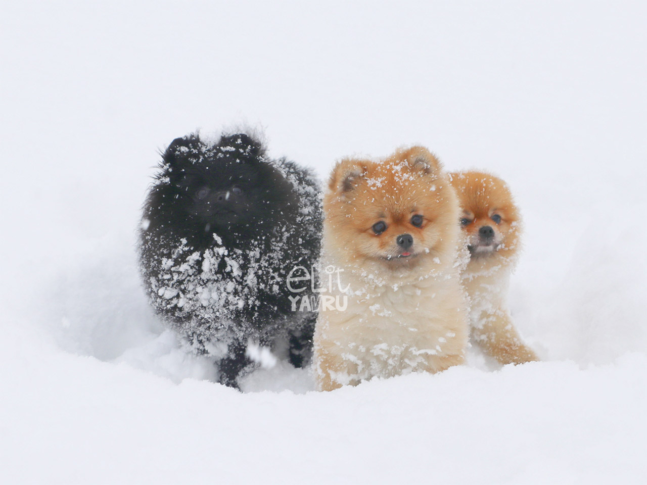 Elit Pomeranian yavrularımızın kar eğlencesi
