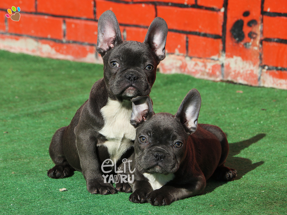 French Bulldog Elit Yavru Çiftliği köpek satış