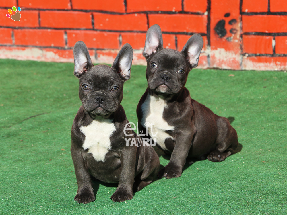 French Bulldog Elit Yavru Çiftliği köpek satış