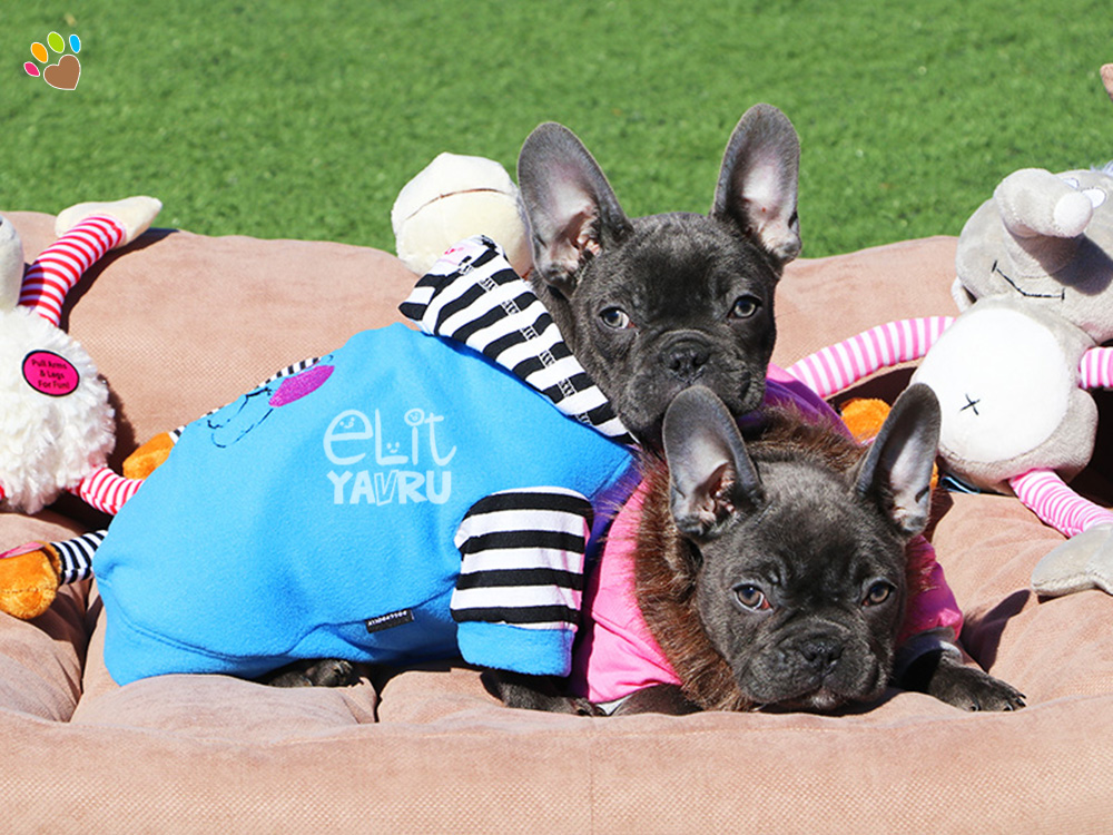 French Bulldog Elit Yavru Çiftliği köpek satış