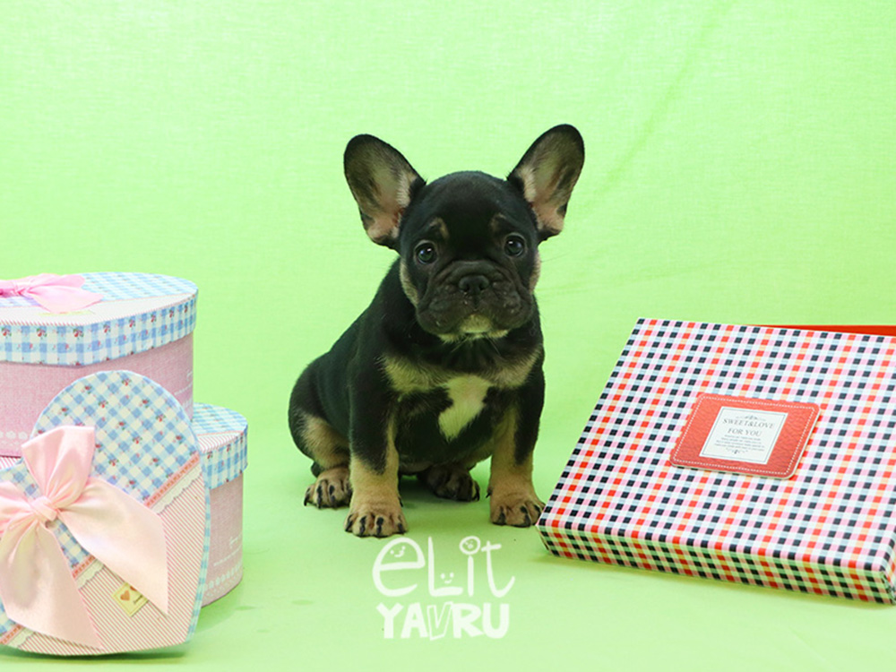 Birbirinden güzel French Bulldog cinsi güzel yavrularımız Elit Yavru çiftliğimizde