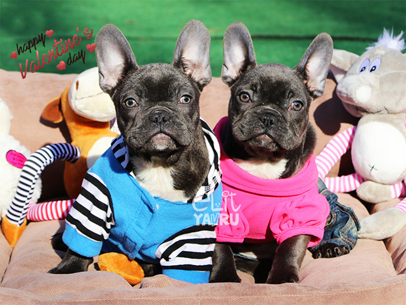 Sevgililer Günü Blue French Bulldog Elit Yavru