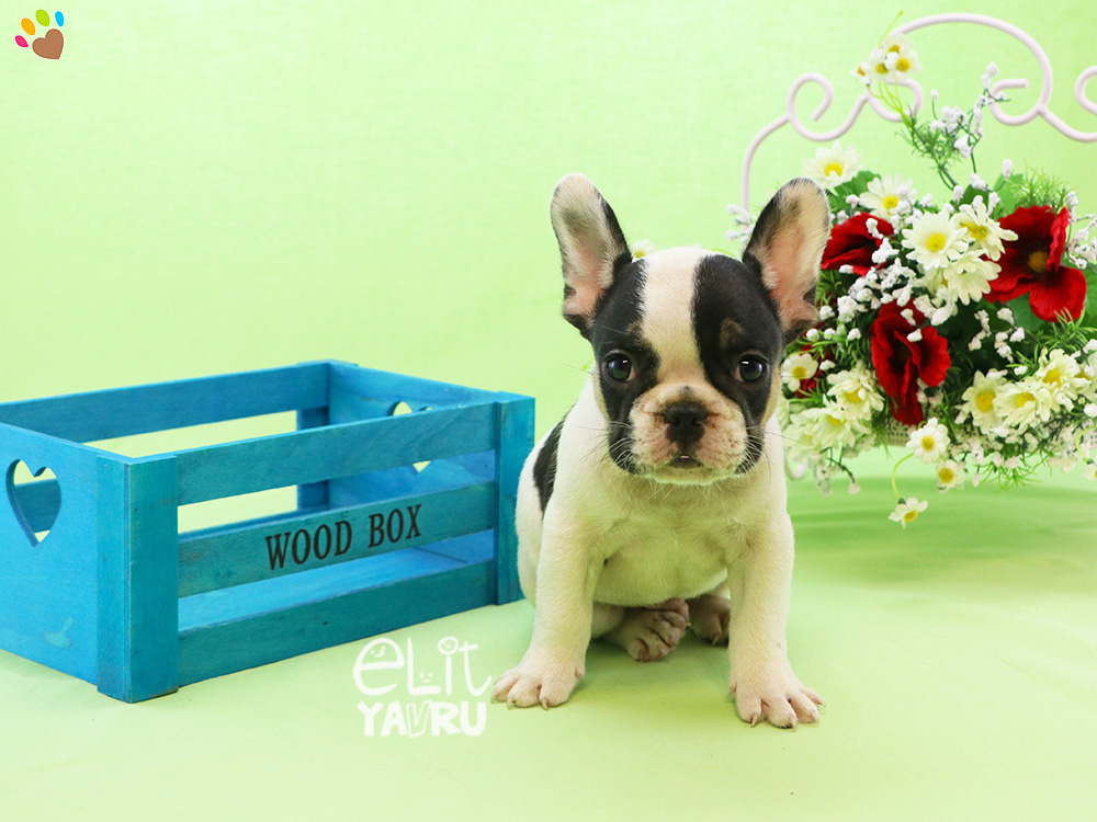 Birbirinden güzel French Bulldog cinsi yavrularımız Elit Yavru çiftliğimizde