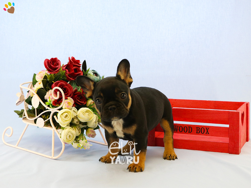 Birbirinden güzel French Bulldog yavruları Elit Yavru çiftliğimizde