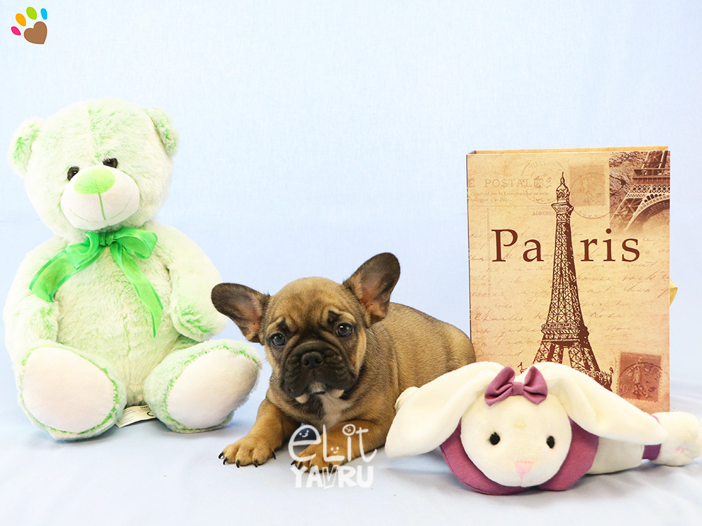 Birbirinden güzel French Bulldog cinsi güzel yavrularımız Elit Yavru çiftliğimizde
