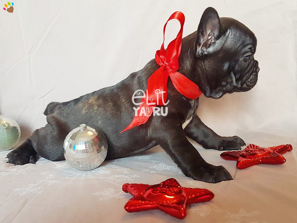 French Bulldog yavrularımız yeni ailelerini bekliyor :)