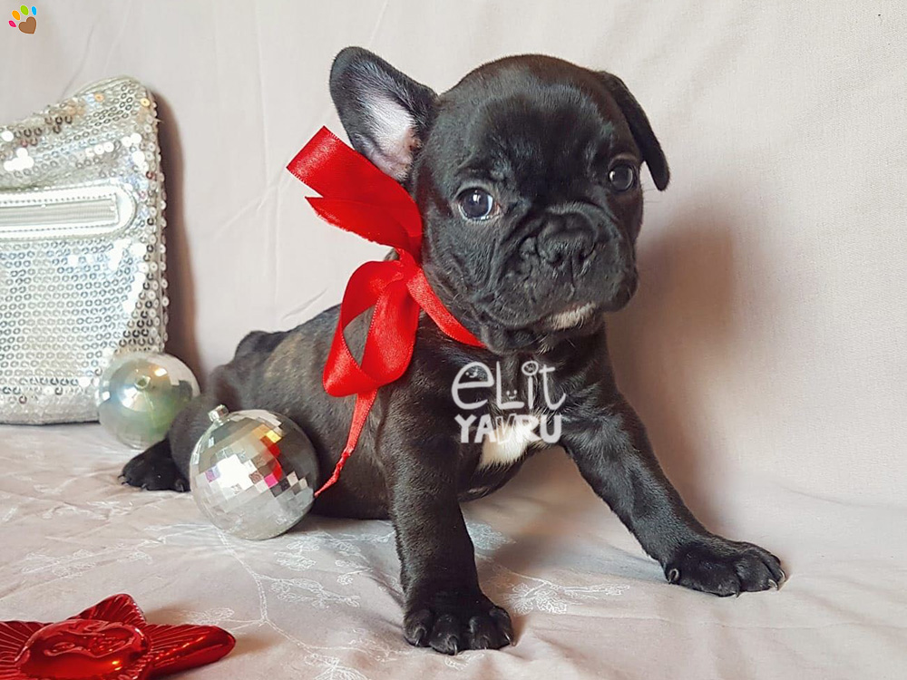 French Bulldog yavrularımız yeni ailelerini bekliyor :)