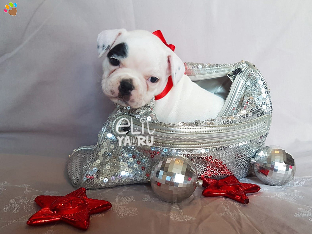 French Bulldog yavrularımız yeni ailelerini bekliyor :)