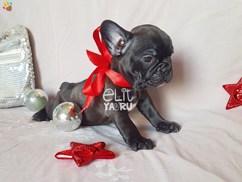 French Bulldog yavrularımız yeni ailelerini bekliyor :)