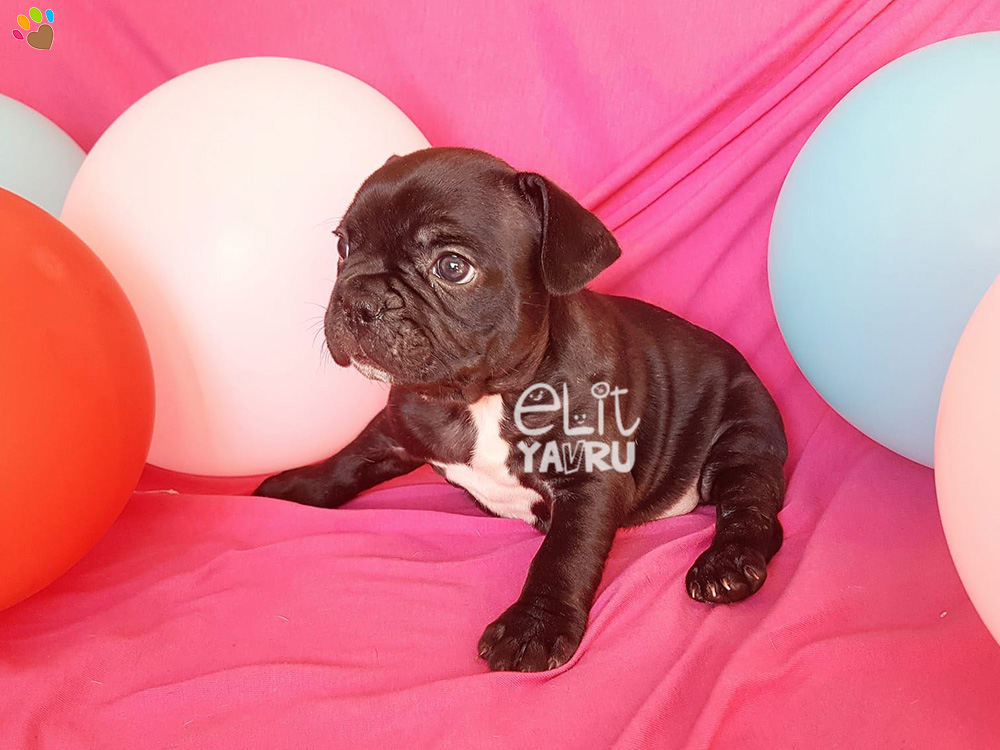 French Bulldog yavrularımız yeni ailelerini bekliyor :)