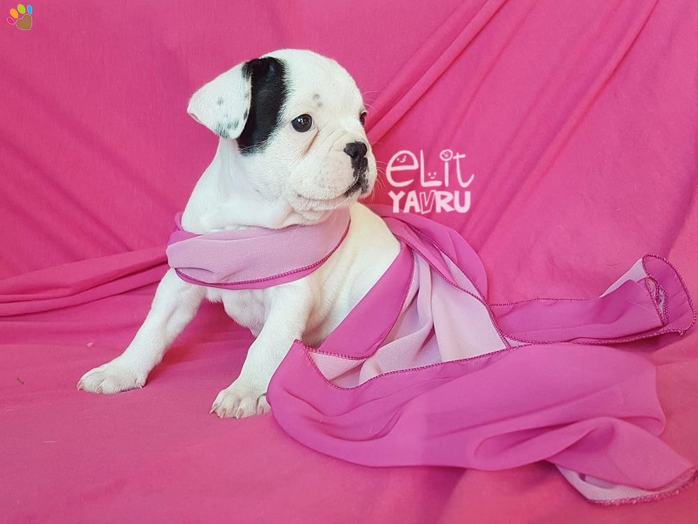 French Bulldog yavrularımız yeni ailelerini bekliyor :)