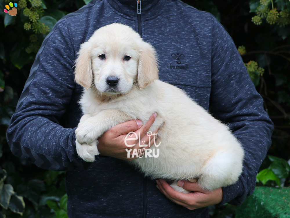 Golden Retriever Köfte'nin güzel yavruları :)