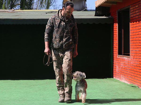 köpek ileri itaat eğitimi