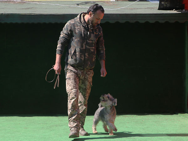 köpek ileri itaat eğitimi