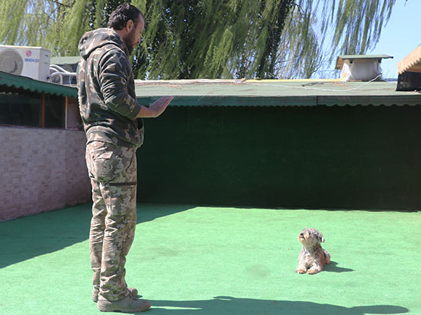 köpek ileri itaat eğitimi