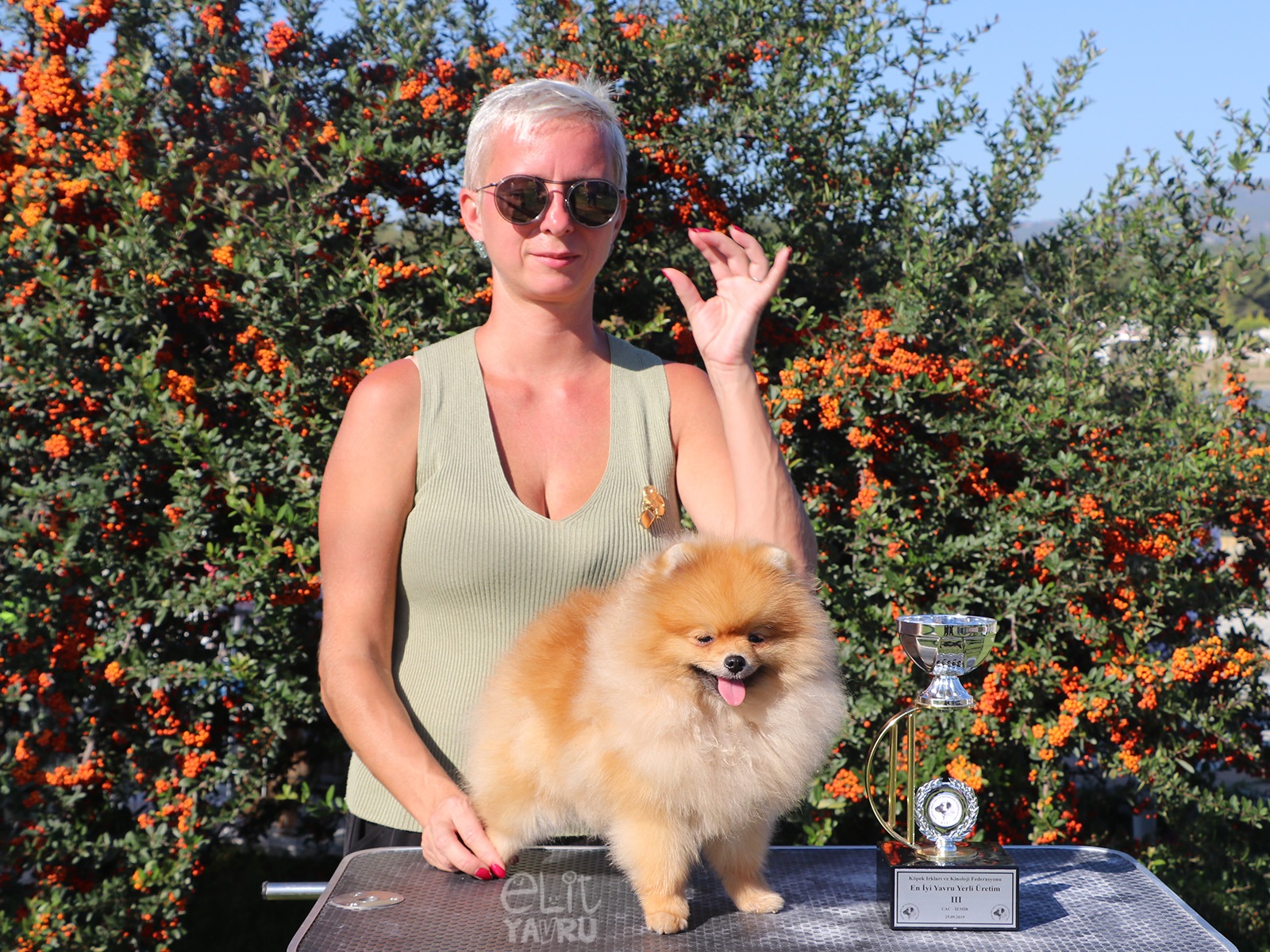 pomeranian izmir yarismasi samantha 2019