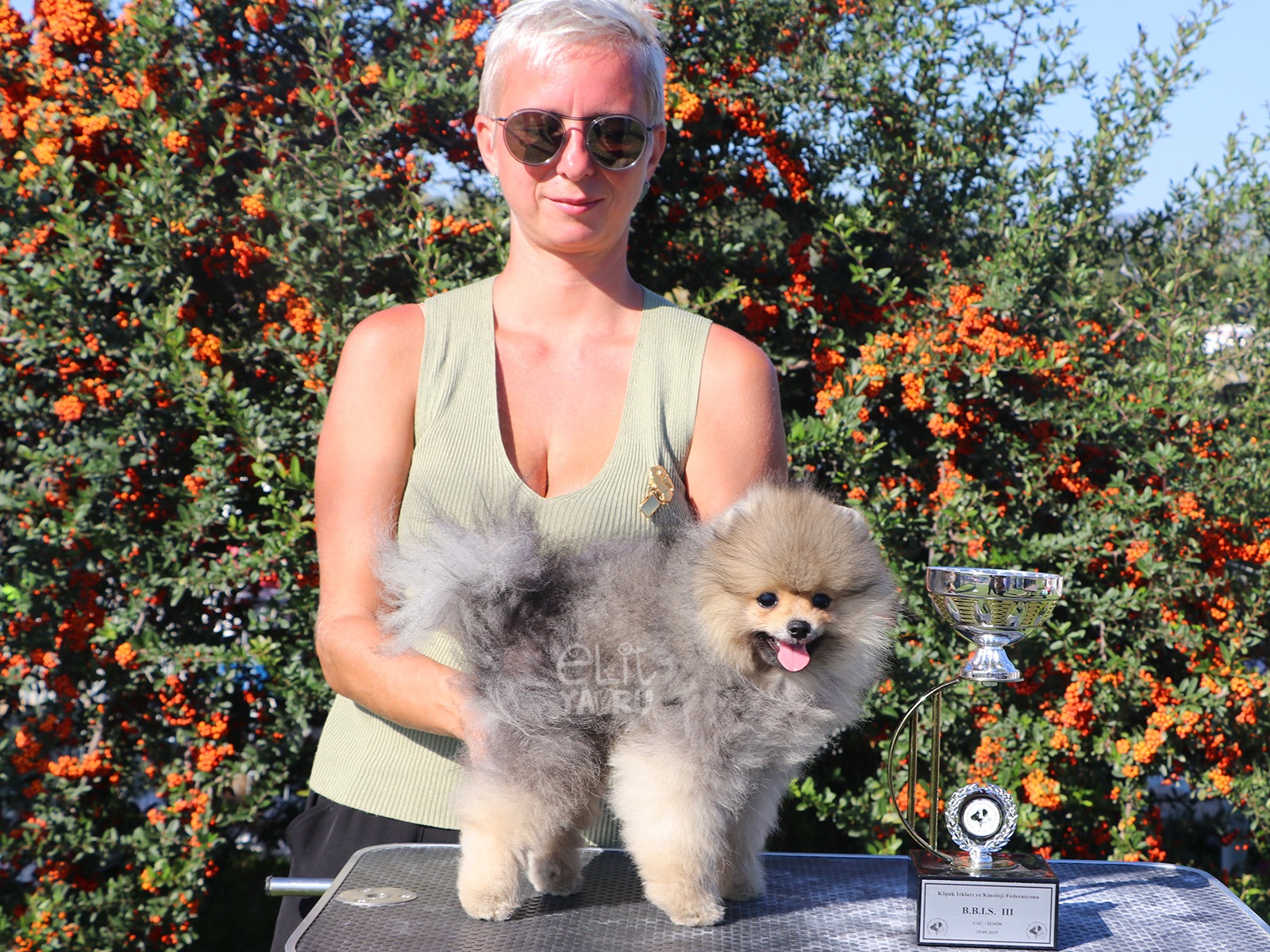 pomeranian izmir yarismasi alex 2019
