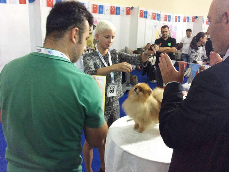 KİF Pet İstanbul Fuarı Pomeranian yarışması
