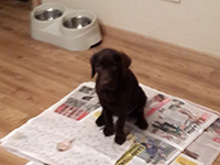 köpek ev içi uyum ve sosyalleştirme eğitimi