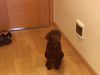köpek ev içi uyum ve sosyalleştirme eğitimi