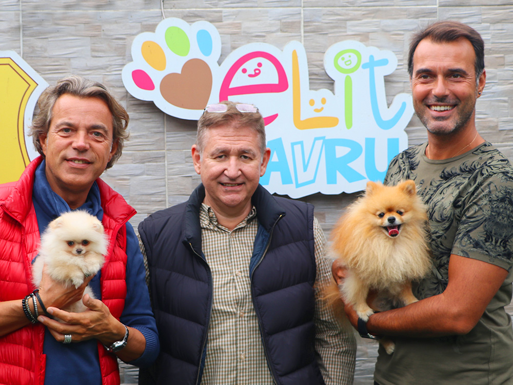 Necip Bey ve Gürkan Bey'in Pomeranian Limon'u baba oldu :)