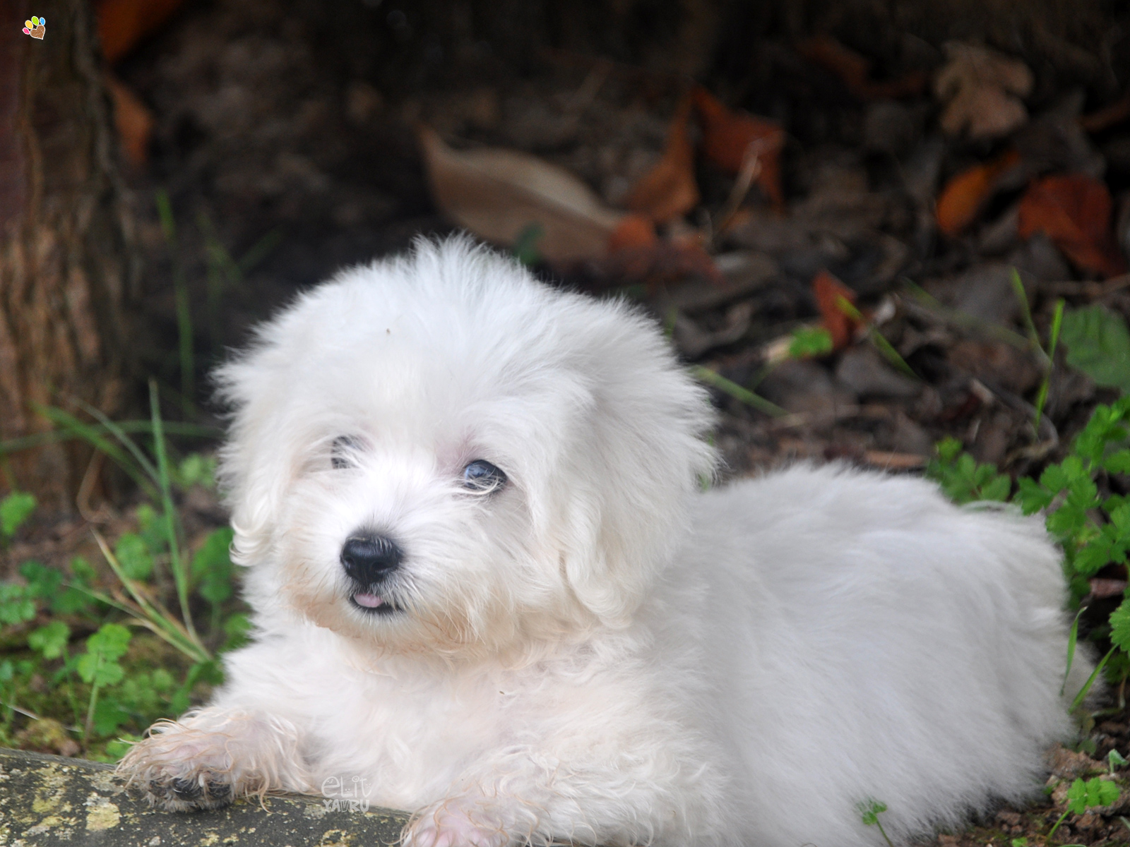 maltese terrier satış