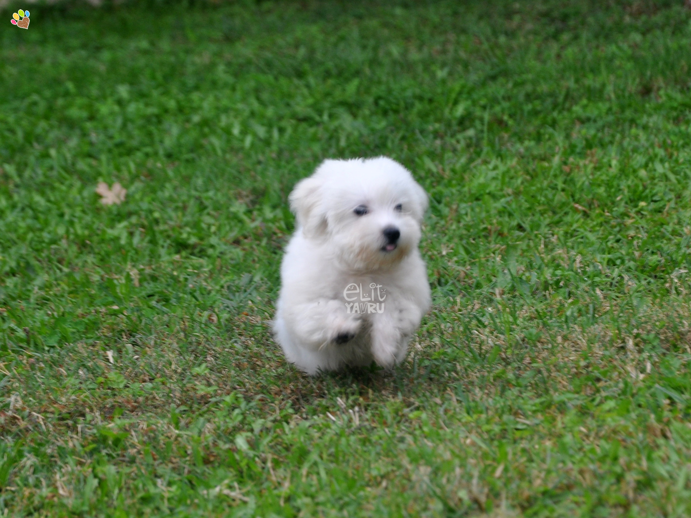 maltese terrier satış