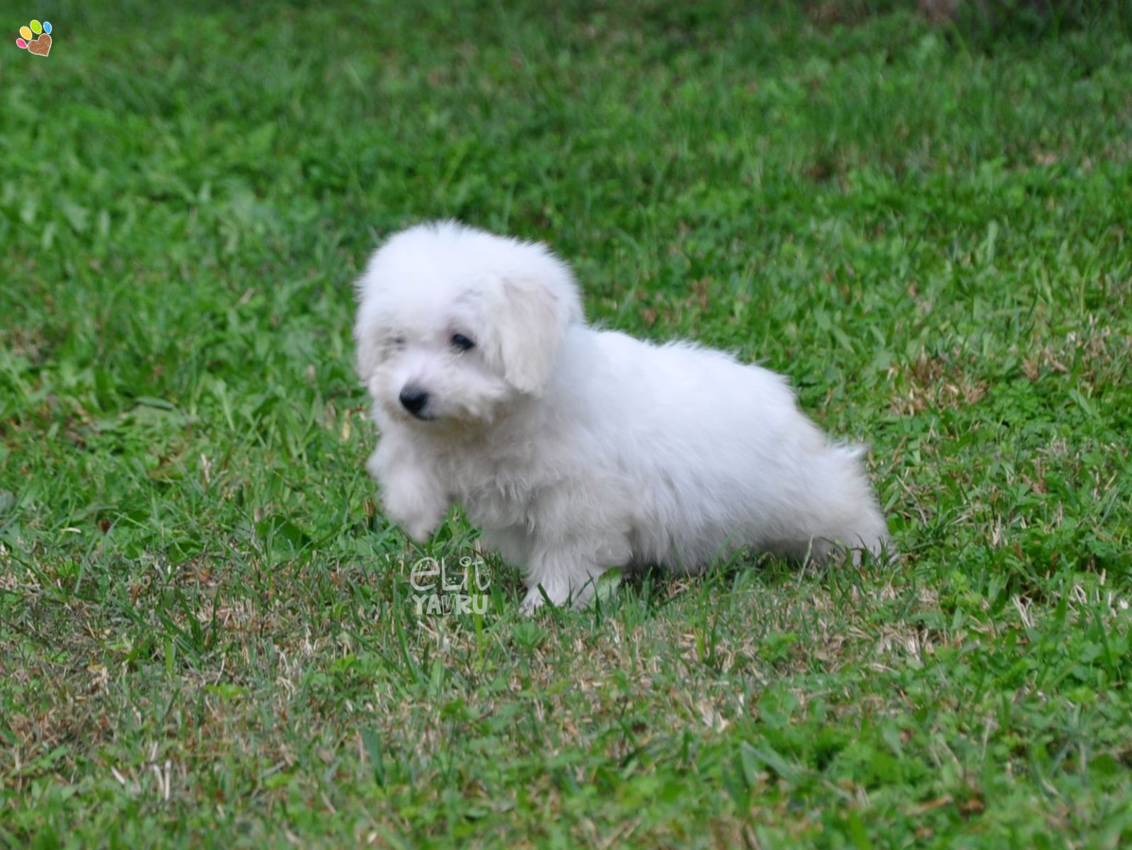 maltese terrier satış