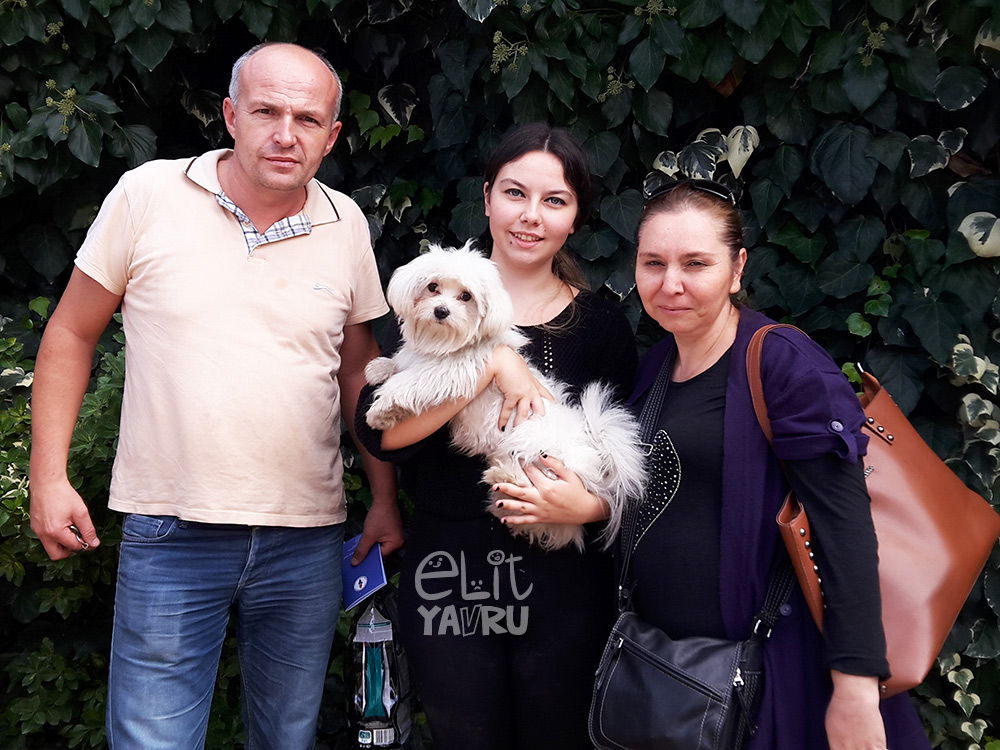 maltese terrier satış referans