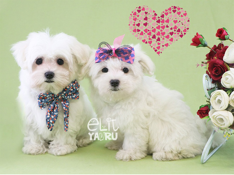 Sevgililer Günü Maltese Terrier Elit Yavru